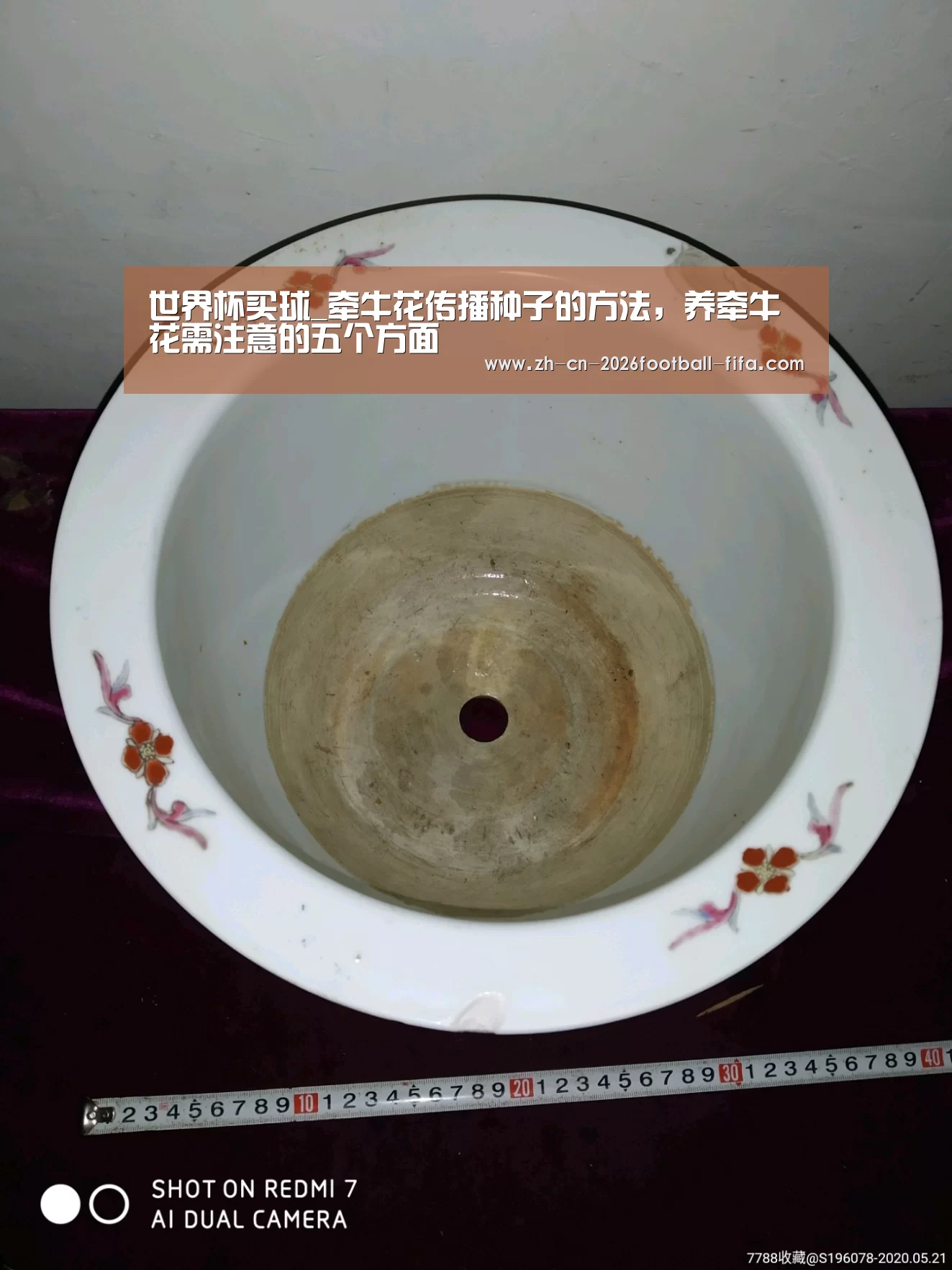 世界杯买球_牵牛花传播种子的方法，养牵牛花需注意的五个方面